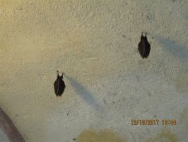 IMG_0127